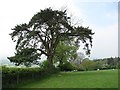 Pine, Sutton Bank