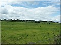 Dairy cattle in fields near Kennels Dairy