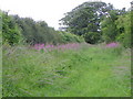 Rosebay willow-herb, Porton