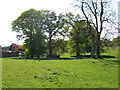 Field by Nannau Home Farm