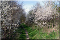 Path With Blackthorn