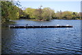 Birds, South Norwood Lake