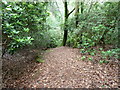 Footpath descent on Midhurst Common