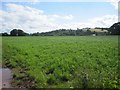 Grassland/ pasture at Three Cocks