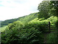 Footpath above the Elwy Valley below Mynydd Bodran