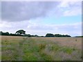 Farm Track near Camesworth