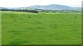 Grassland, Gallow Hill