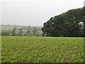 Maize crop - Rushywood Farm