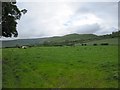 Pasture land at Genffordd