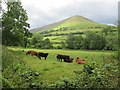 Pasture land at Genffordd, looking towards Mynydd Troed