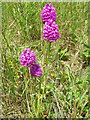 ST9329 : Pyramidal orchid  (Anacamptis pyramidalis), Weaveland by Maigheach-gheal