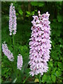 ST6304 : Common spotted orchid (Dactylorhiza fuchsii), Hilfield by Maigheach-gheal