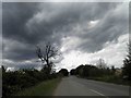 Roadside tree near the M1 motorway