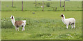 Llamas at Smithills Open Farm