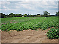 TR0641 : Potato field by Oast House Archive