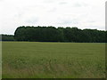 SE5419 : Farmland towards Hodgsoncroft Wood by JThomas