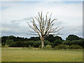 Dead tree on field boundary