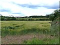 Field of barley and Bank House Cottages