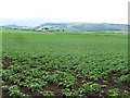 Potato field