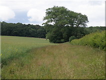 TL0196 : Along the hedge line to Calvey Wood by Michael Trolove