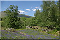 Bluebell wood & ruin north of Blarmore