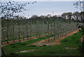 Orchard, Southfield Farm