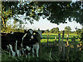 Curious cattle near Ringmer