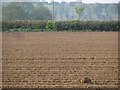 Potato field near Martock