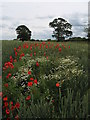 Poppies