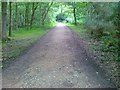 Pathway, Putney Heath