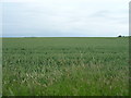 Farmland off Guisborough Road (A171)