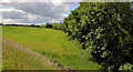 Field and hedge near Comber