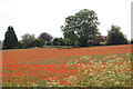 Poppy field in Peterstow, Herefordshire