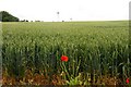 Poppy in the field