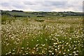 Ox-eye daisies on Chain Hill