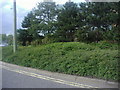 Trees on verge in front of Oxford Business Park