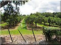 Apple orchard, Ardress