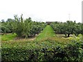 H9356 : Apple orchard, Crannagael by Kenneth  Allen