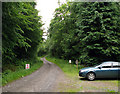 Forest road in Jarbruck Wood