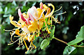 J4681 : Honeysuckle flower, Crawfordsburn by Albert Bridge