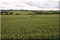 Looking over a field of wheat towards the Downs