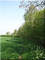 Arable field, Barton St David