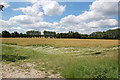 Fields near Luckhurst