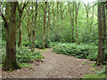 The London Loop threads through Spring Park Wood