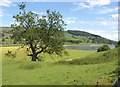 Tree and Gouthwaite Reservoir