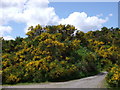 Blooming broom near Convalleys