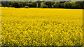 Rape field near Hillsborough (2)