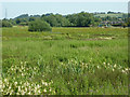 Bracebridge watermeadows