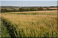 View across the field