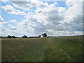 Footpath  to  Coneysthorpe